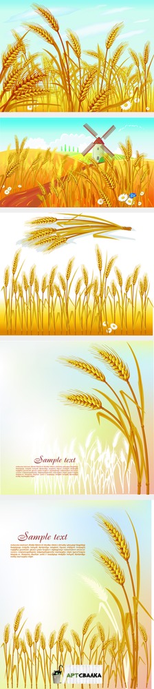 Колоски пшеницы и пшеничный фон | Ears of wheat and wheat background